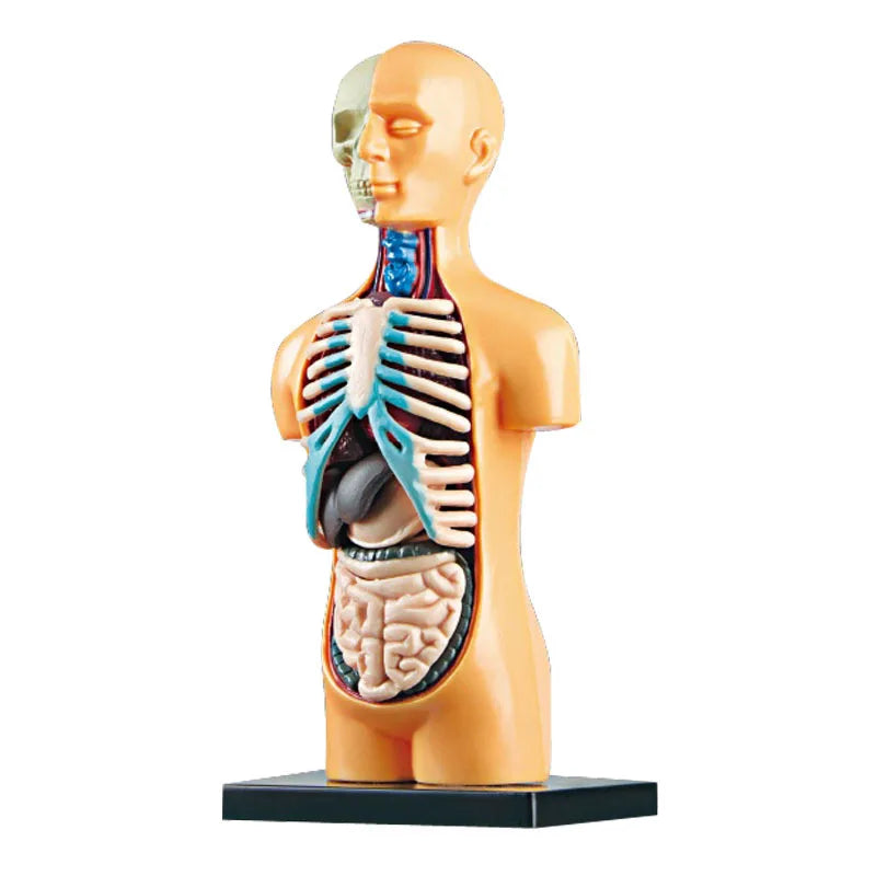 An interactive model of the human body anatomy showing the skull, rib cage, and internal organs.
