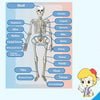 Diagram showing labeled bones of the human skeleton for an anatomy building kit