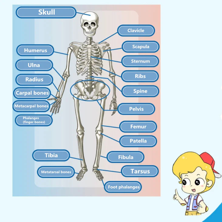 Diagram showing labeled bones of the human skeleton for an anatomy building kit