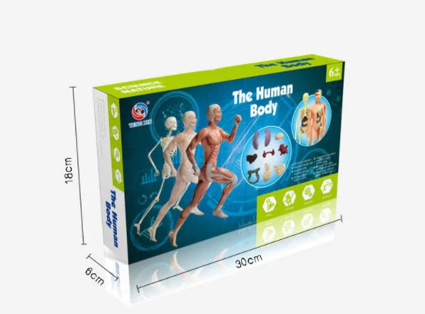 A box of The Human Body Interactive Anatomy STEM Building Kit showing a figure in motion and various body parts.