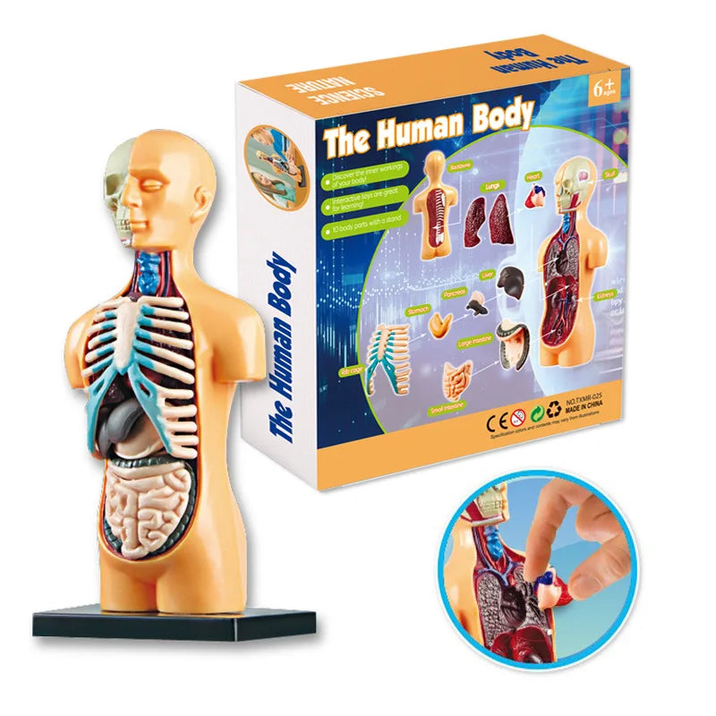 An interactive human body anatomy model kit showing the skeletal and organ systems of the human body.