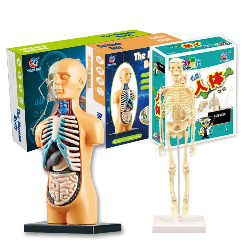 A box set of an interactive human body anatomy STEM building kit featuring a model of the human skeleton and organs.
