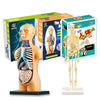 A box set of an interactive human body anatomy STEM building kit featuring a model of the human skeleton and organs.