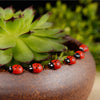 Small red and black ladybug figurines resting on a green succulent plant in a brown pot.