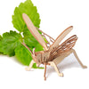 Wooden 3D Insect Puzzle Kit – Butterfly, Bee, Scorpion & More