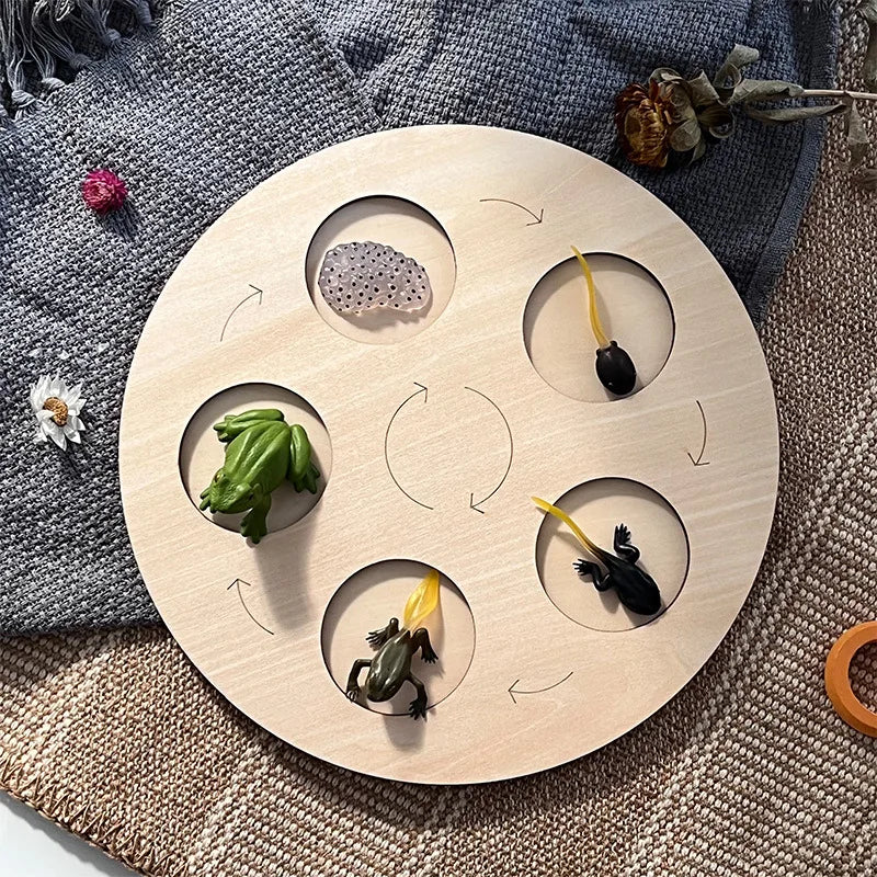 A wooden circular learning set featuring various insects and plant life stages, including a moth, beetle, and frog.
