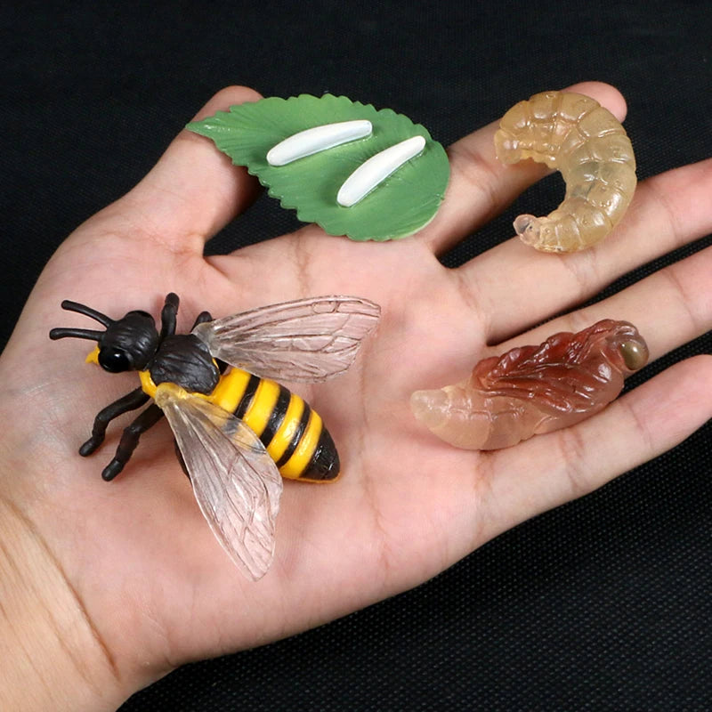 A hand holds a set of preserved insects and plant leaves used for animal and plant life cycle learning.