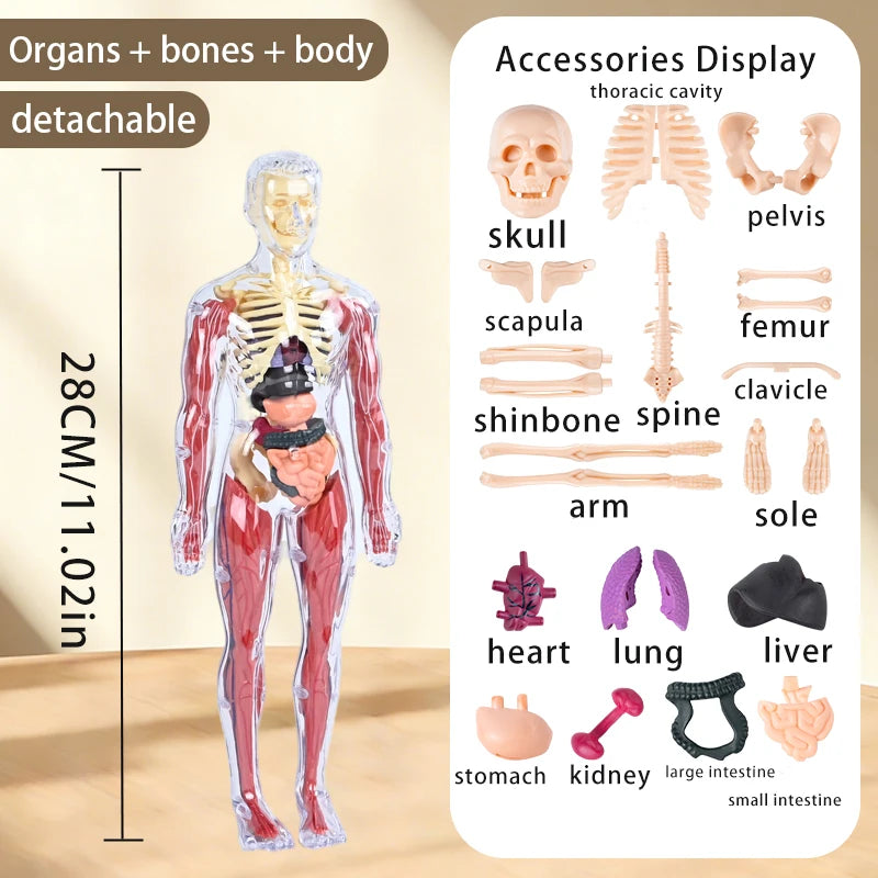 Modèle anatomique humain démontable montrant organes, os et structure corporelle.