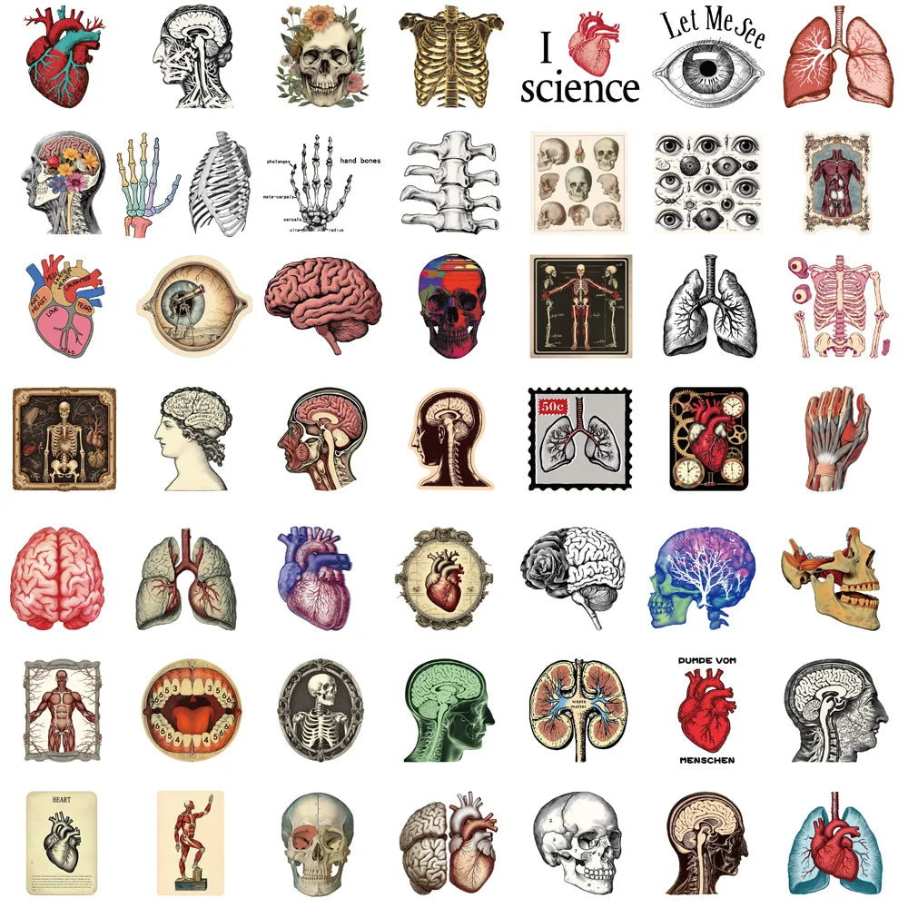 A collection of 50 scientific anatomy illustrations and diagrams featuring human organs, skeletal structures, and brain cross
