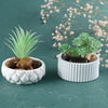 A white silicone mold containing small stones and a green succulent plant, set against a blurred background of light branches
