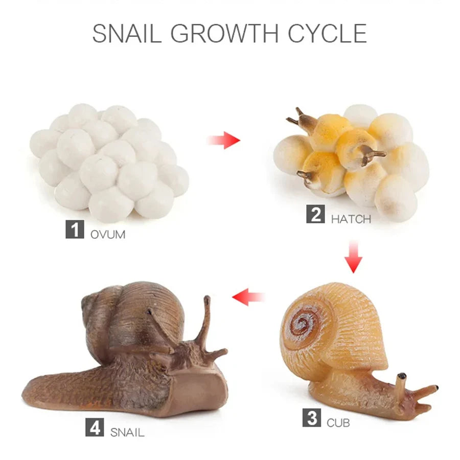 Wooden Life Cycle Learning Board for Kids