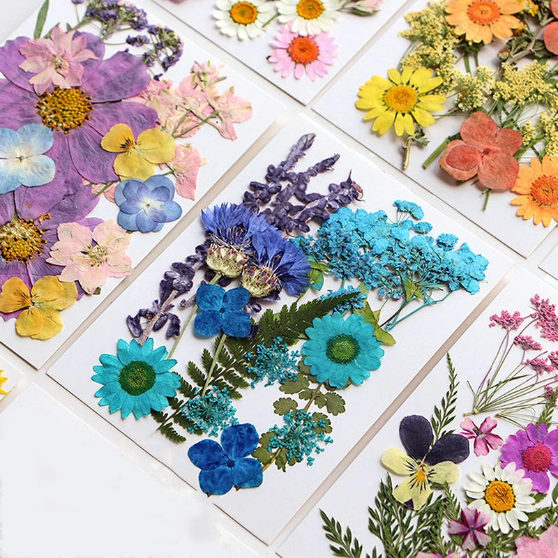 A collection of pressed natural dried flowers in various colors like purple blue yellow and pink arranged on white tiles.
