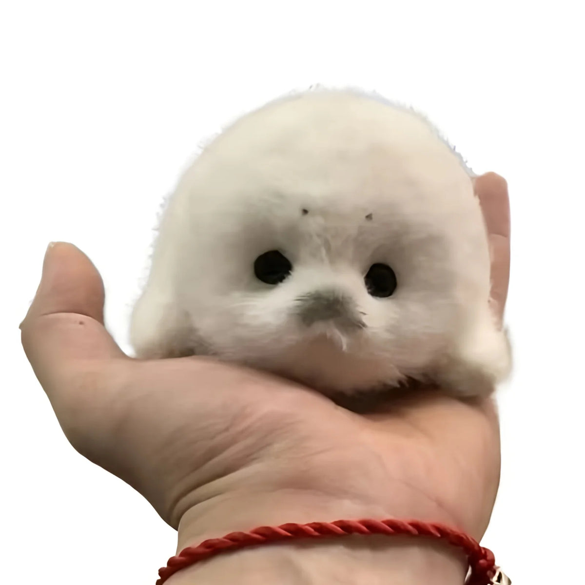 A small, round, white seal plush toy is held in a person's hand.