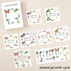 A set of cards illustrating the animal growth cycle showing stages like larva, pupa, adult, and eggs.