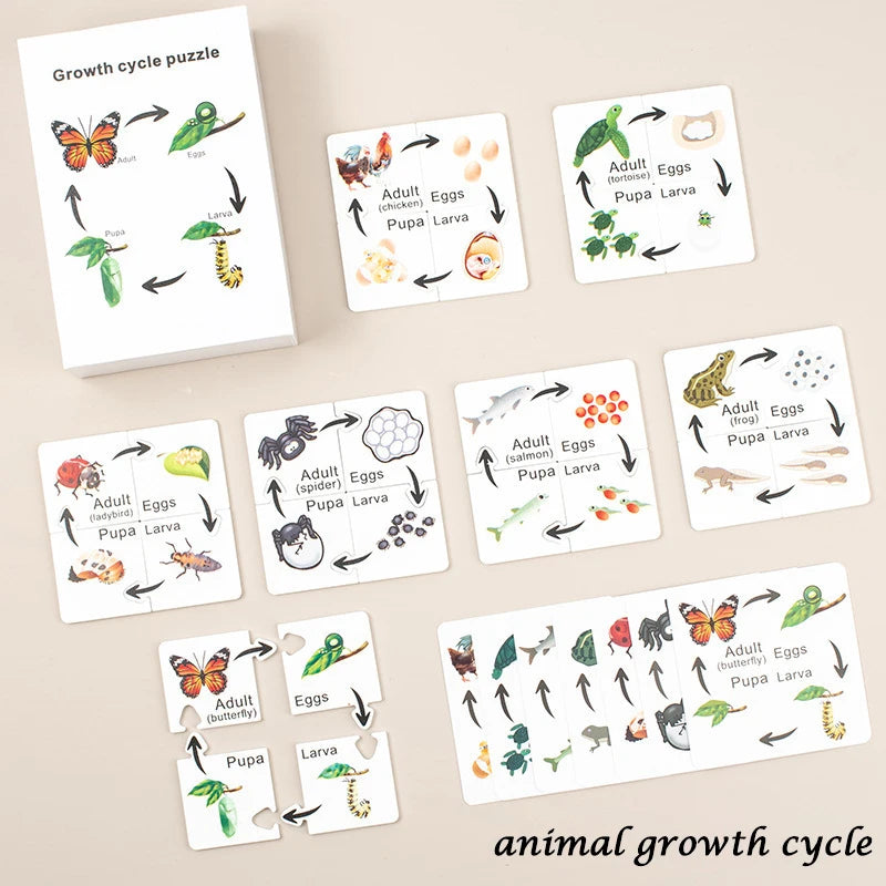 A set of cards illustrating the animal growth cycle showing stages like larva, pupa, adult, and eggs.
