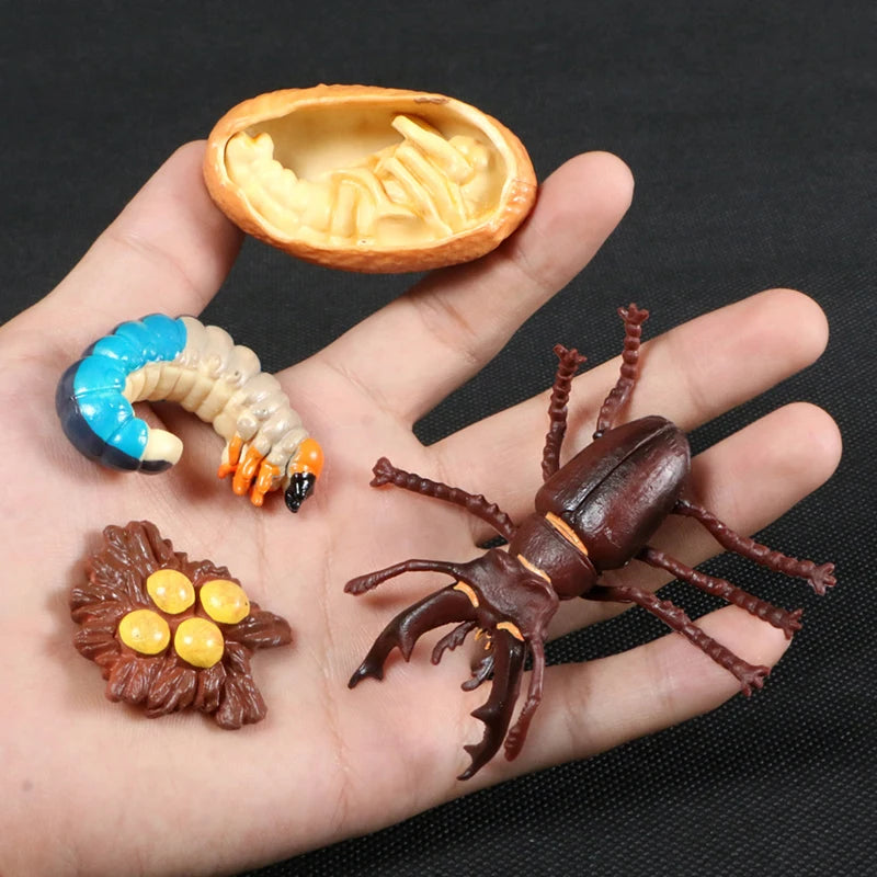 A hand holds a set of preserved insects and an apple cross-section for an animal and plant life cycle learning kit.