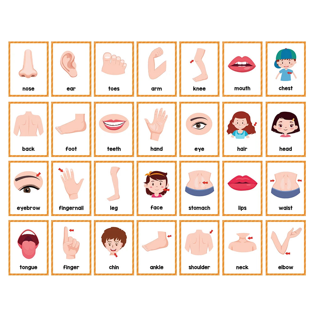 Montessori English Word Learning Cards for Kids