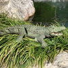Realistic Remote Control Crocodile for Pool and Lake Play