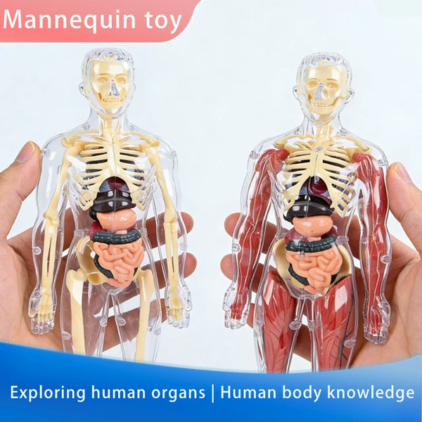 A clear plastic mannequin toy model showing the internal organs and skeletal structure of the human body.
