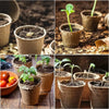 A collection of biodegradable peat pots filled with soil and young seedlings for seed starting.
