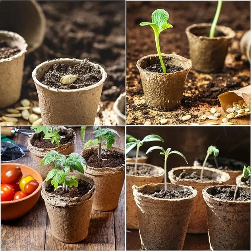 A collection of biodegradable peat pots filled with soil and young seedlings for seed starting.