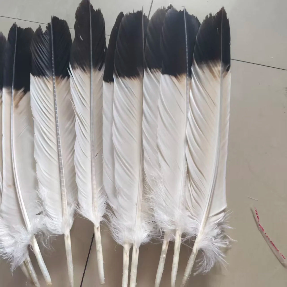 Set of 12 Natural Two-Color Eagle Tail Feathers for DIY Crafts