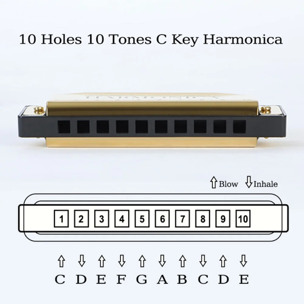 10-Hole Diatonic Harmonica in C with Storage Case