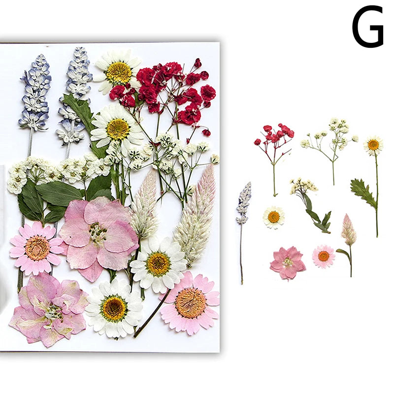A collection of pressed natural dried flowers in various shades of pink, white, and red for crafting.