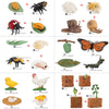 Wooden Life Cycle Learning Board for Kids