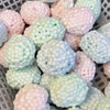 A close-up view of various pastel pink and mint green squishy stress relief balls in a white basket.