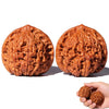 Two hand-polished walnuts with visible texture are shown against a white background.