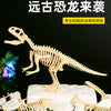 A detailed wooden dinosaur skeleton model is displayed on a white rock, surrounded by various fossil bones and teeth.