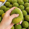 A hand holds a green, textured durian squeeze toy with a bumpy surface.