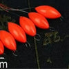 A row of bright orange oval fishing floats with attached bobber beads is displayed on a dark surface.