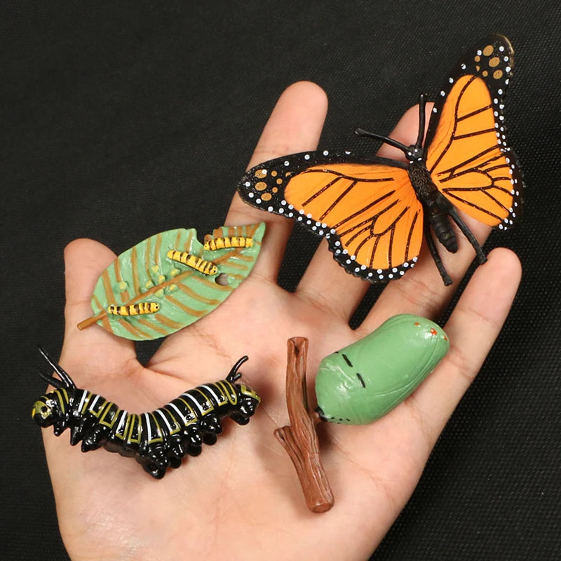 A hand holds a set of preserved insects and plant parts for animal and plant life cycle learning.