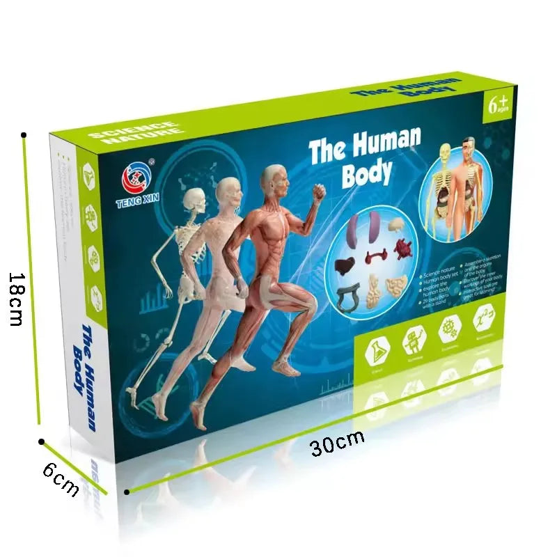 A box of The Human Body Interactive Anatomy STEM Building Kit showing a muscular male figure and skeletal structure.