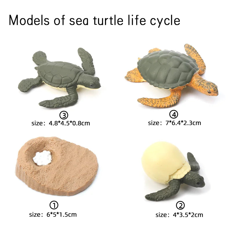 Wooden Life Cycle Learning Board for Kids