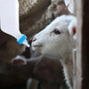 Hangable Lamb Nursing Bottle with Soft Nipple for Goat, Calf, and Cattle