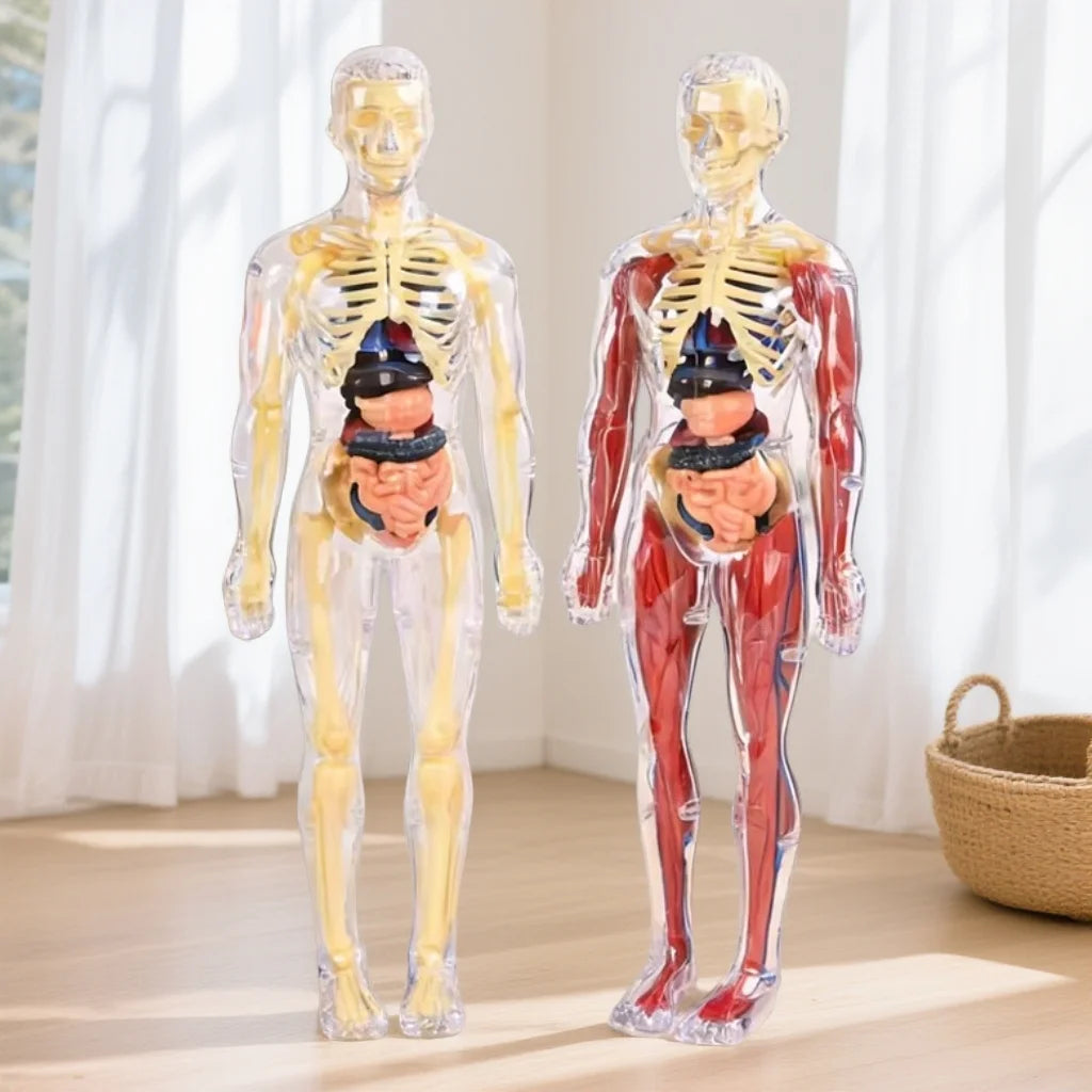 Modèle humain anatomique translucide montrant la structure squelettique et musculaire.