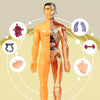 An assembled human anatomy torso model showing detachable organs and skeletal structure for children's exploration.
