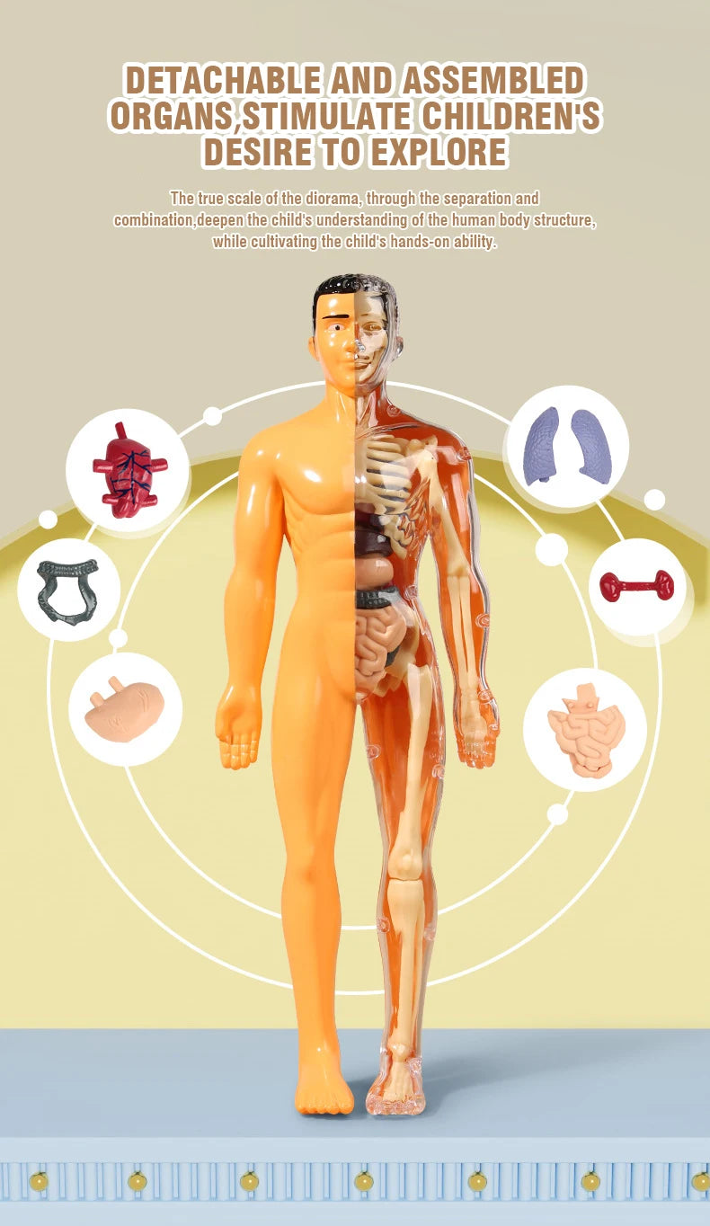 An assembled human anatomy torso model showing detachable organs and skeletal structure for children's exploration.