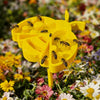 Cute Bee-Shaped Garden Water Feeder
