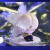 A small, pale pink and white blind box mini figure collectible with light purple accents standing on a clear base.