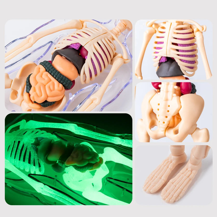Modèle du corps humain anatomique montrant les structures squelettiques et musculaires sous divers angles