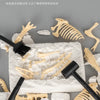 A set of dinosaur fossils and bones is displayed on a white surface with brushes and excavation tools.