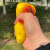 A hand is squeezing a yellow and orange caramel pudding stress ball fidget toy outdoors.