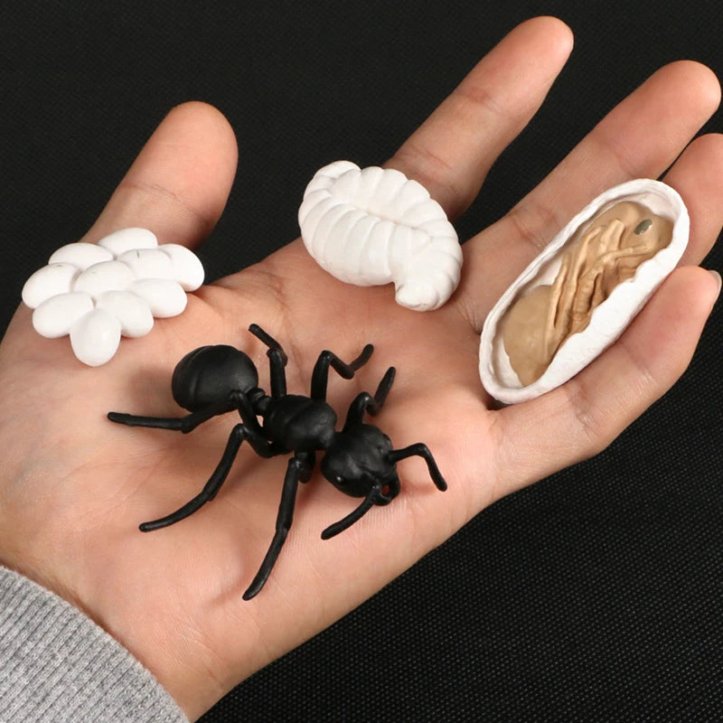 A hand holds a set of models illustrating the animal and plant life cycle, including an egg, larva, and pupa.