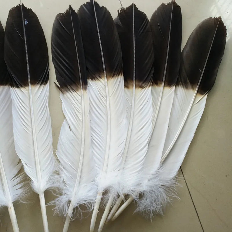 Set of 12 Natural Two-Color Eagle Tail Feathers for DIY Crafts