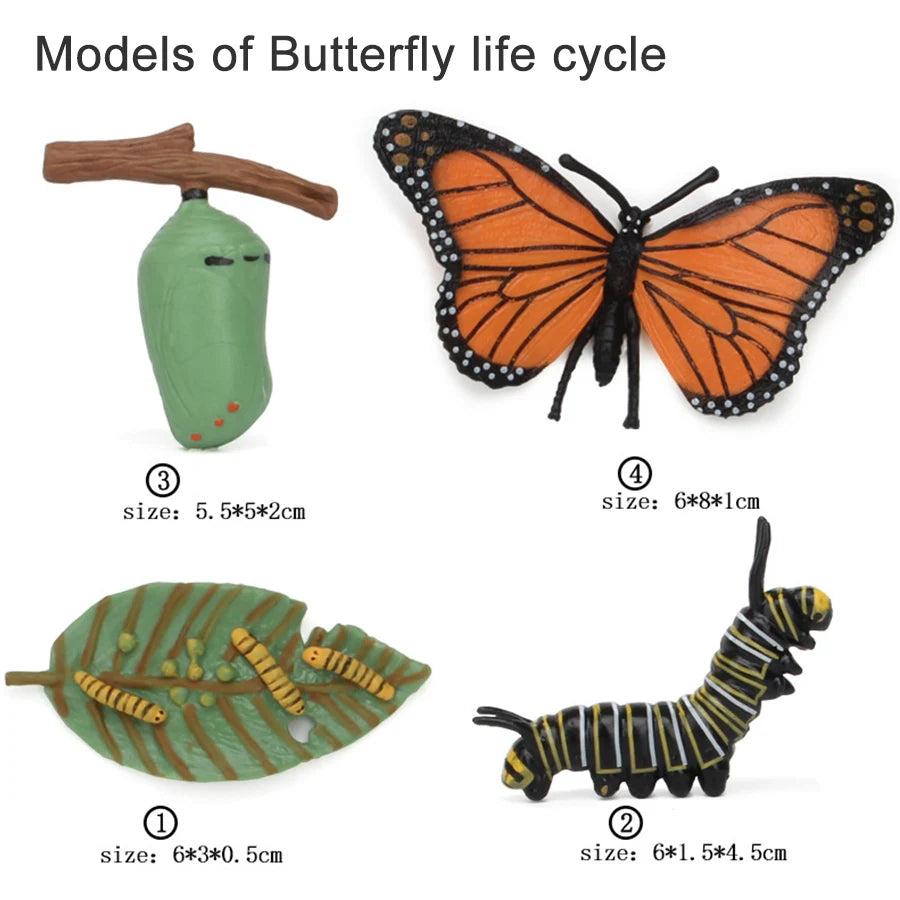 Wooden Life Cycle Learning Board for Kids