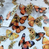 A collection of butterfly and flower themed decorative stickers on white paper.